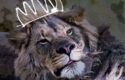 werbeagentur content marketing content is king teaser