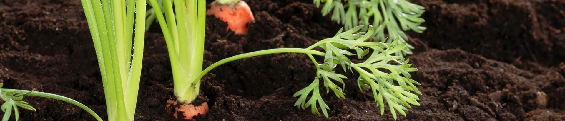 Biologisch Header