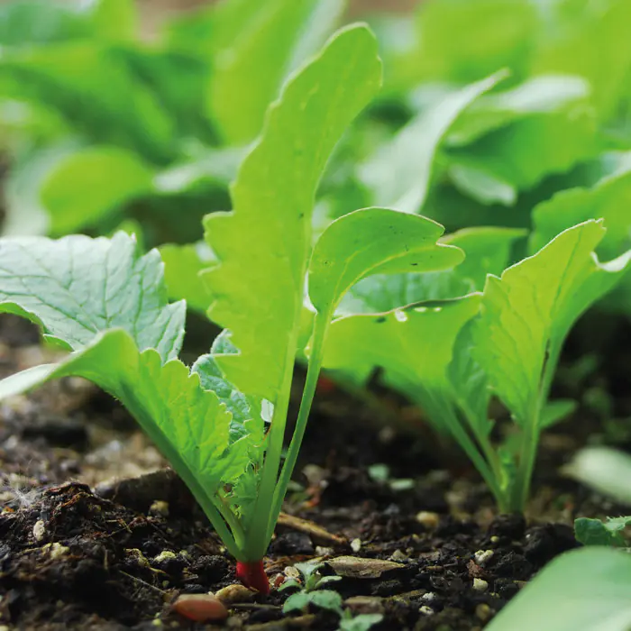 02 BC Kunde Biologisch