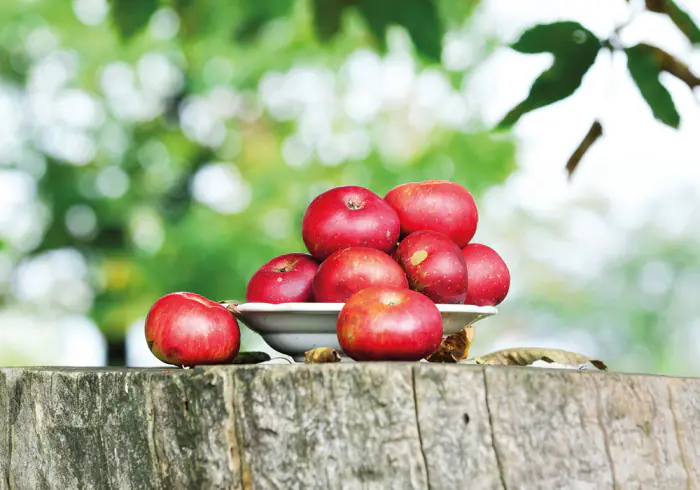 06 BC Kunde Biologisch