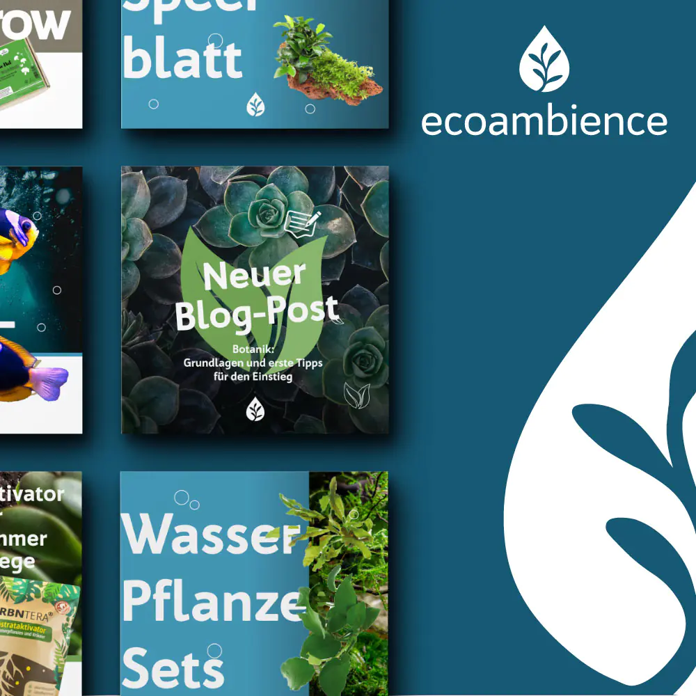 brandcom referenz ecoambience teaser